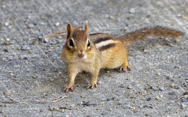 圆颊花栗鼠(Tamias striatus)